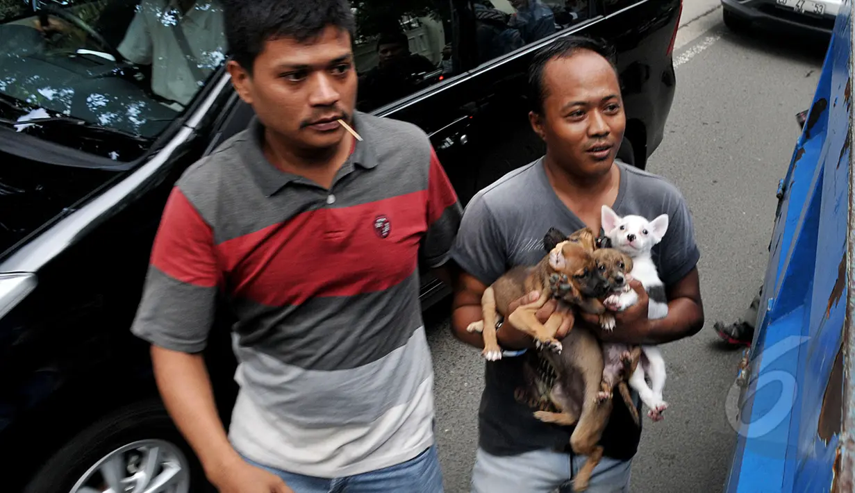 Seorang penjual anjing ketika terkena razia perdagangan anjing di Jalan Latuharhary, Jakarta Pusat, Kamis (9/4/2015). Dalam oprasinya petugas menyita puluhan anjing yang tidak memiliki kelengkapan surat. (Liputan6.com/Johan Tallo)