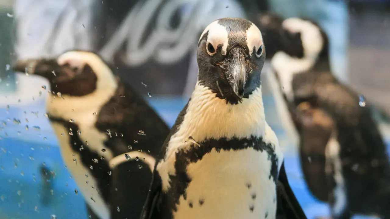 Penguin
