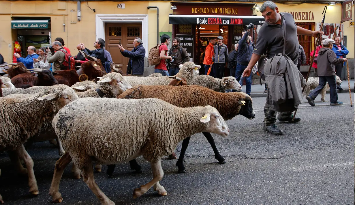 Penggembala memimpin domba melewati pusat kota Madrid di Spanyol, 21 Oktober 2018. Para gembala menggiring ribuan ekor domba ke jalanan yang merupakan kegiatan tahunan bernama Festival Fiesta de la Trashumancia. (AP Photo/Paul White)