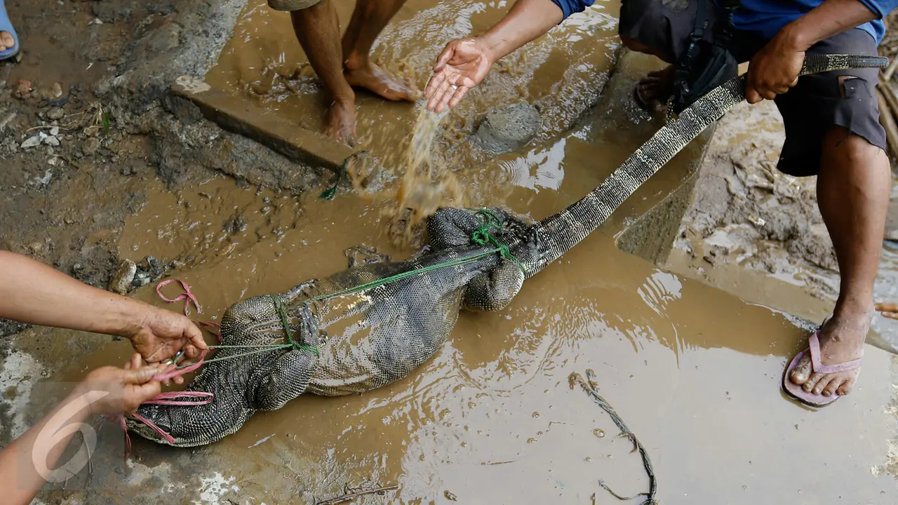 20151116-Biawak Besar-Jakarta-Yoppy Renato