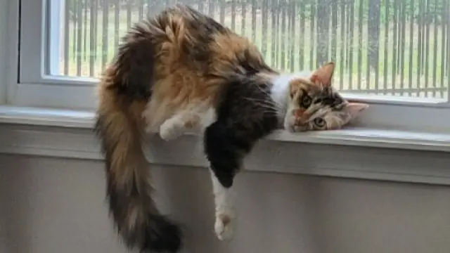 7 Tingkah Laku Kucing saat Sendirian Ini Bikin Geleng Kepala