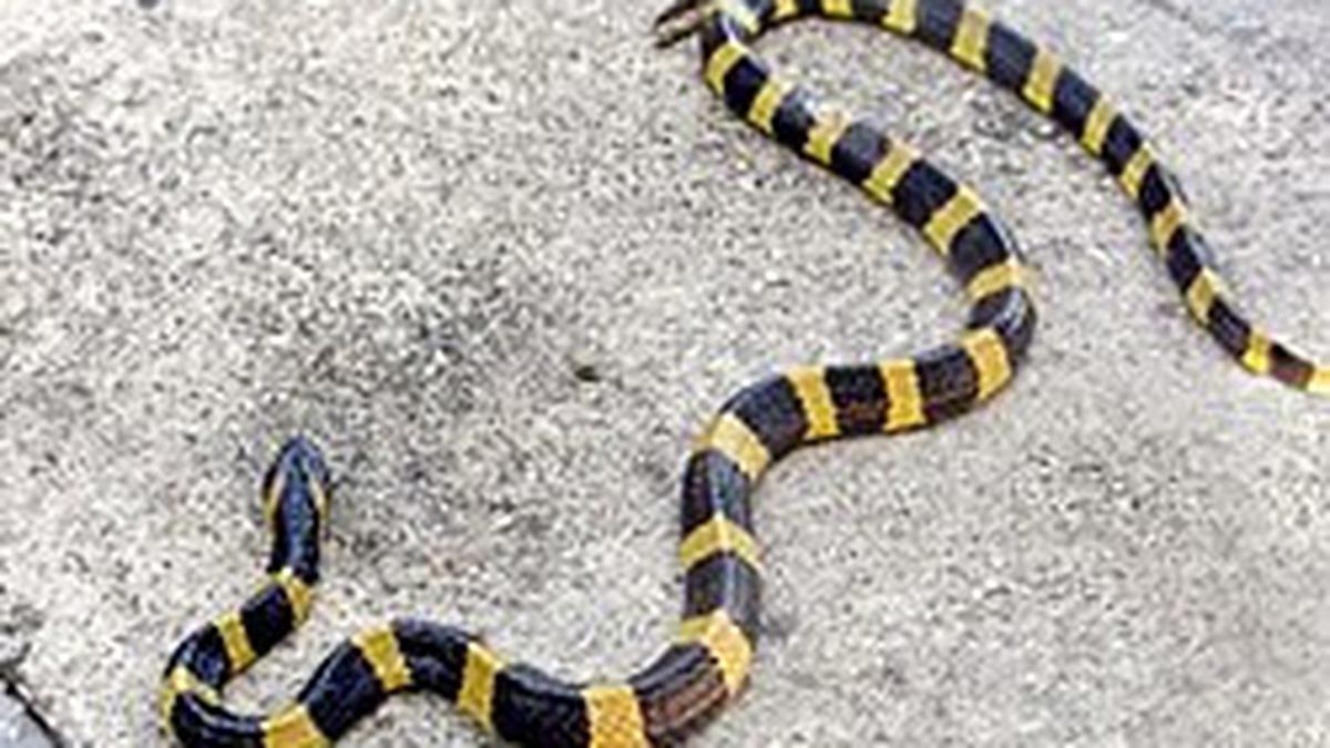 Ini Cara Efektif Menghalau Ular Berbisa dari Sekitar Rumah, Sell Waspada