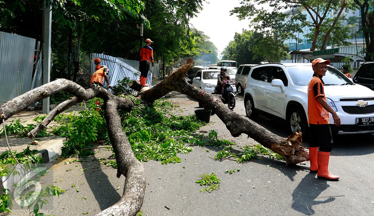 Sebuah pohon besar tumbang menutup jalan di depan Rumah Sakit Cipto Mangunkusumo (RSCM), Jakarta, Selasa (27/10/2015). Selain menyebabkan kemacetan panjang, pohon tumbang tersebut juga sempat menimpa sebuah bus metromini. (Liputan6.com/Yoppy Renato)