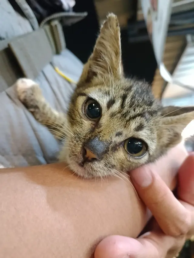 Eksplorasi Kamera 50MP dan Performa Smartphone dengan Harga Sejutaan,