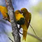 Burung Ararajuba bertengger dalam kandang di Biopark of Rio selama tur media di Rio de Janeiro, Brasil, Kamis (18/3/2021). Biopark of Rio ditutup untuk umum selama renovasi mengubah kebun binatang kota tersebut menjadi pusat konservasi keanekaragaman hayati. (AP Photo/Bruna Prado)