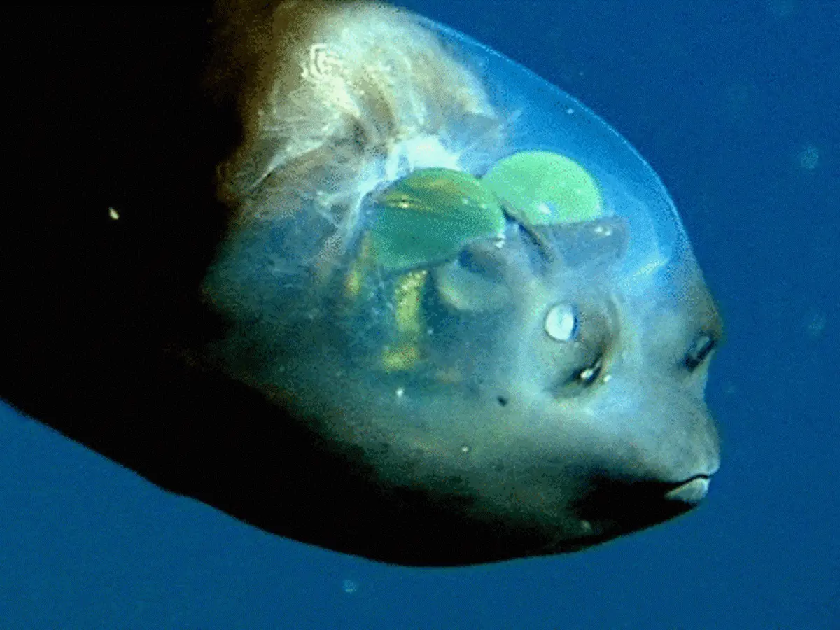 Ikan Barreleye Pasifik