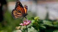 Seekor kupu-kupu raja di Vista, California, 19 Agustus 2015. (source: AP/Gregory Bull)