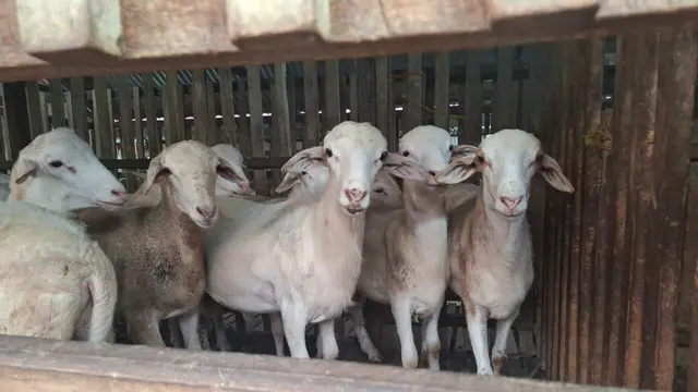 Kambing-kambing kurban yang akan didistribusikan ke lokasi terdampak bencana di Aceh. (Liputan6.com/Yacob Billiocta)