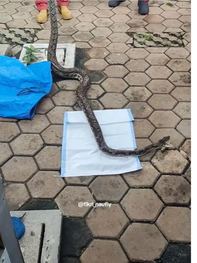 Ular Sanca Sembunyi di Outdoor AC Rumah Warga, Evakuasi Berlangsung Dramatis