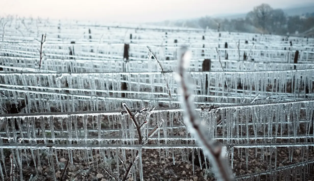 Tunas anggur tertutup oleh es yang melindungi mereka dari embun beku, di kebun anggur dekat Chablis, wilayah Burgundy (4/4/2022). Petani anggur berebut menemukan cara melindungi tanaman merambat dari embun beku setelah musim dingin melanda negara-negara seluruh Eropa. (AP Photo/Thibault Camus)