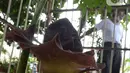 Bunga Bangkai (Amorphophallus Titanium) yang tumbuh di Taman Perumahan Pondok Kopi RW 09, Jakarta Timur, Rabu (17/11/2021). Bunga bangkai yang sudah ditanam selama 4 tahun dengan tinggi 50 cm baru tumbuh bunga 3 hari dan mengeluarkan bau tidak sedap. (merdeka.com/Imam Buhori)