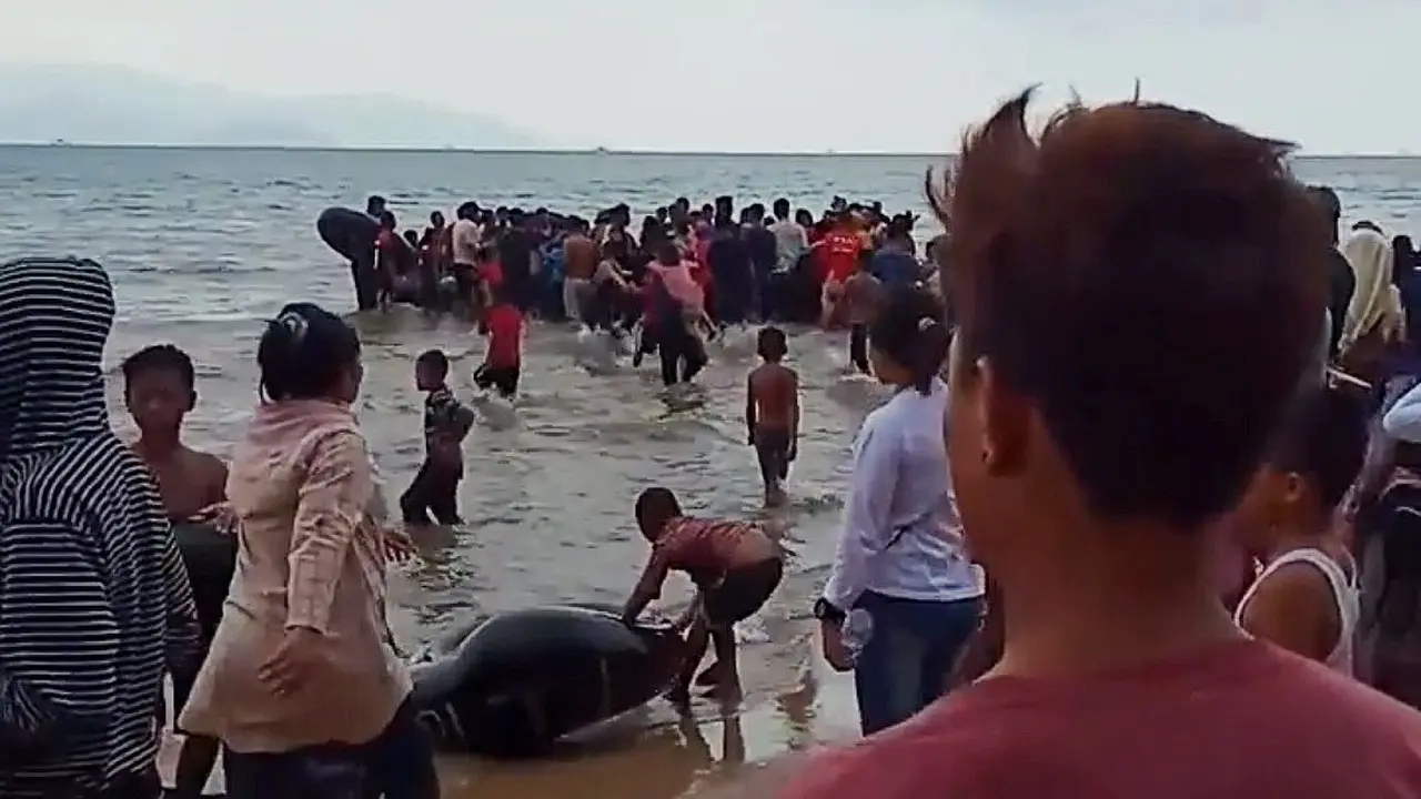 Evakuasi kapal terbalik di Konawe Utara. (Foto: Liputan6.com/Ahmad Akbar Fua)
