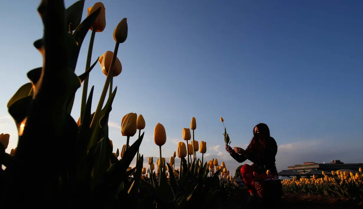 Seorang wanita memetik bunga tulip di ladang tulip "Tulipani Italiani", yang ditanam oleh pasangan Belanda di Arese, Milan, Italia (15/4/2021). Lahan berisikan bunga tulip ini merupakan tempat penanaman pertama di Italia. Taman bunga tulip ini dibuka pada tanggal 28 Maret. (AP/Antonio Calanni)