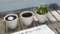 Jepang kembali selangkah lebih maju. Koran bekas di sana bila ditanam di tanah dapat menumbuhkan tanaman.