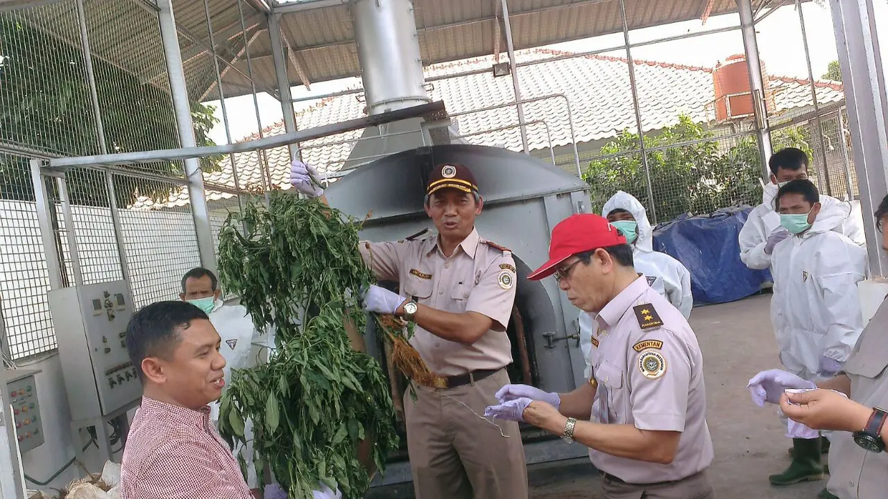 Tanaman cabai berbakteri