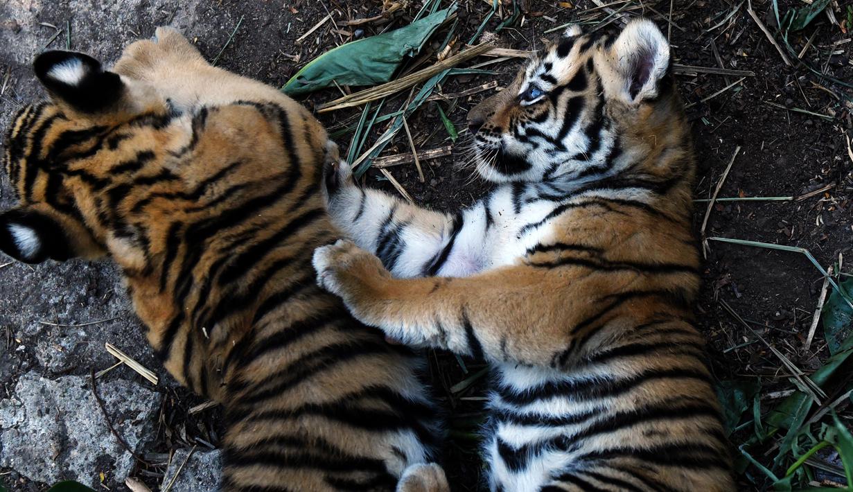 Dua ekor anak Harimau Bengal bermain di penampungan hewan FURESA, Jayaque, San Salvador, Selasa (31/1). Empat anak harimau bengal, sebuah spesies yang terancam punah, berhasil lahir melalui persalinan normal. (AFP PHOTO/ Marvin RECINOS)