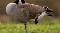 Berdiri satu kaki seperti burung bango dan lihat seberapa lincah dan bertahan berapa lama Anda.