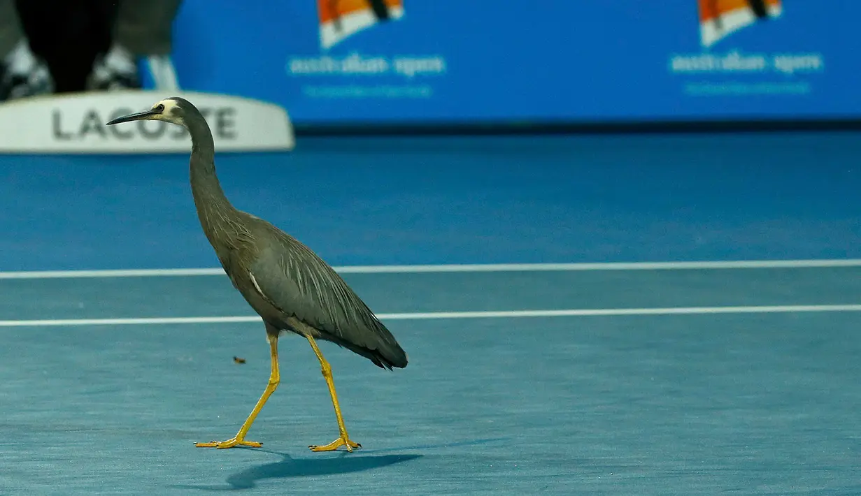 Seekor burung berada di lapangan tenis saat gelaran  tenis Australia Terbuka di Melbourne Park, Australia, Selasa (19/1). Burung ini tiba - tiba masuk l ketika pertandingan antara Viktor Troicki dan Daniel Munoz de la Nava.  (REUTERS / Tyrone Siu)