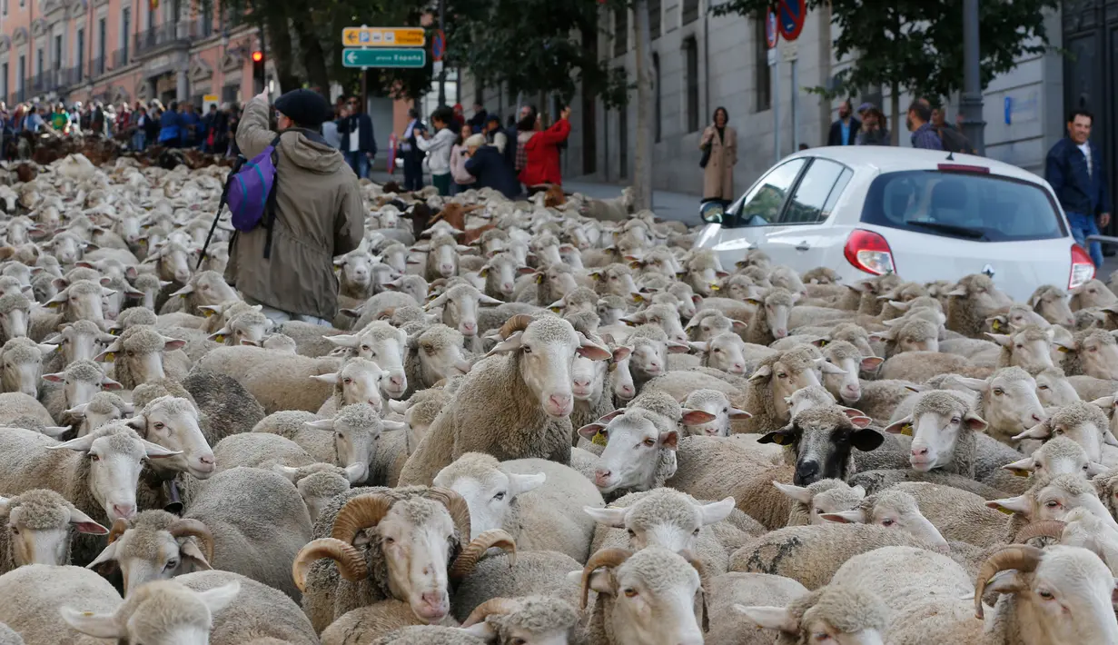 Penggembala memimpin domba melewati pusat kota Madrid di Spanyol, 21 Oktober 2018. Para gembala menggiring ribuan ekor domba ke jalanan yang merupakan kegiatan tahunan bernama Festival Fiesta de la Trashumancia. (AP Photo/Paul White)