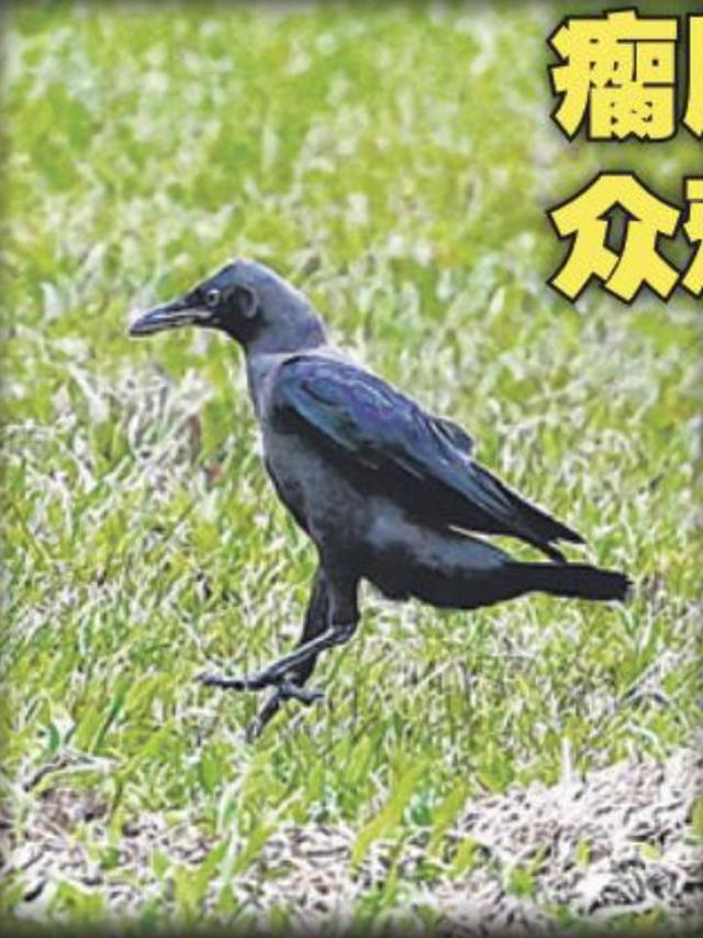 Penyerangan Burung Gagak