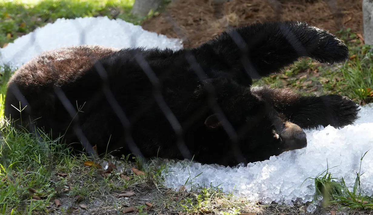 Penjaga kebun binatang melemparkan tumpukan besar es ke dalam kandang beruang hitam untuk berkubang, mendinginkan kolam mereka hingga 74 F (23 C). (AP Photo/Lynne Sladky)