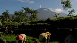 Gunung Slamet Siaga III, Warga Santai 