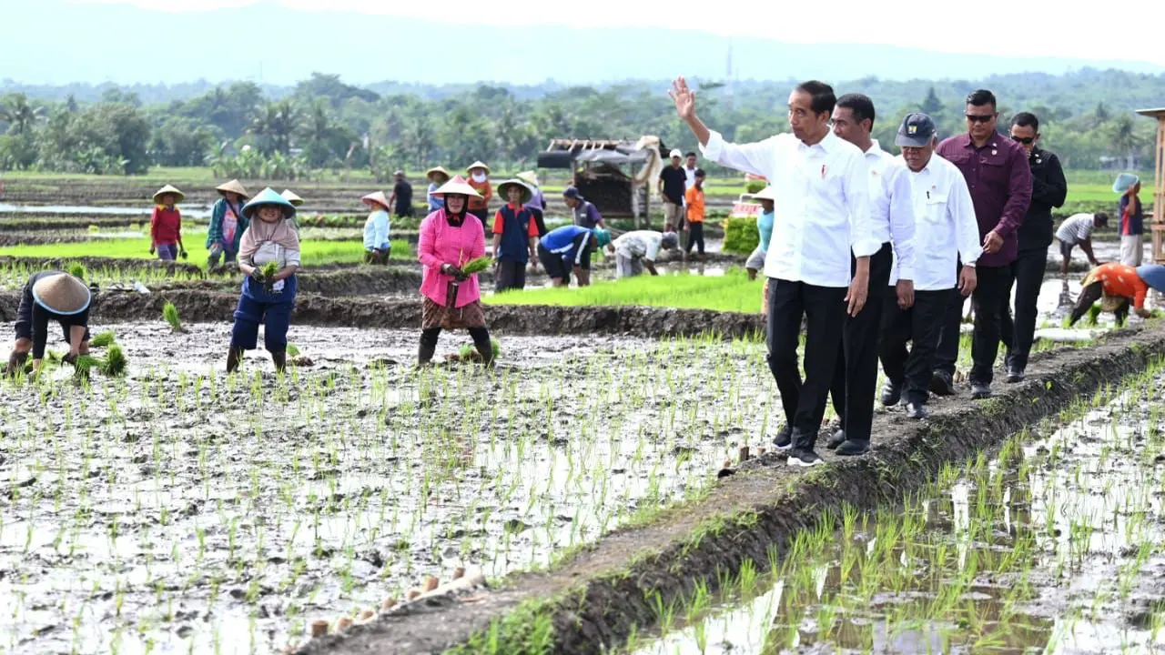 Presiden Joko Widodo atau Jokowi saat memantau penanaman pagi bersama di Kabupaten Banyumas, Jawa Tengah, Rabu (3/1/2024).
