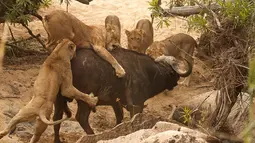 Seekor kerbau tua yang sedang berjalan diserang lima ekor singa lapar di Londolizi Game Reserve, dekat Taman Nasional Kruger, Afrika, Kamis (23/7/2015). (Dailymail)