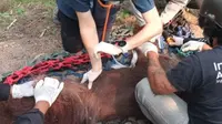 Orangutan yang Pingsan Terpapar Asap Kebakaran Hutan Kalimantan Akhirnya Mati
