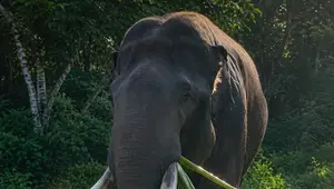 Gajah Indro Mati di TN Tesso Nilo, Tim Flying Squad Tersisa 5 Ekor