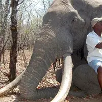 Bayarkan uang sejumlah Rp 800 juta, pemburu Jerman ini 'boleh' bunuh gajah terbesar Afrika.