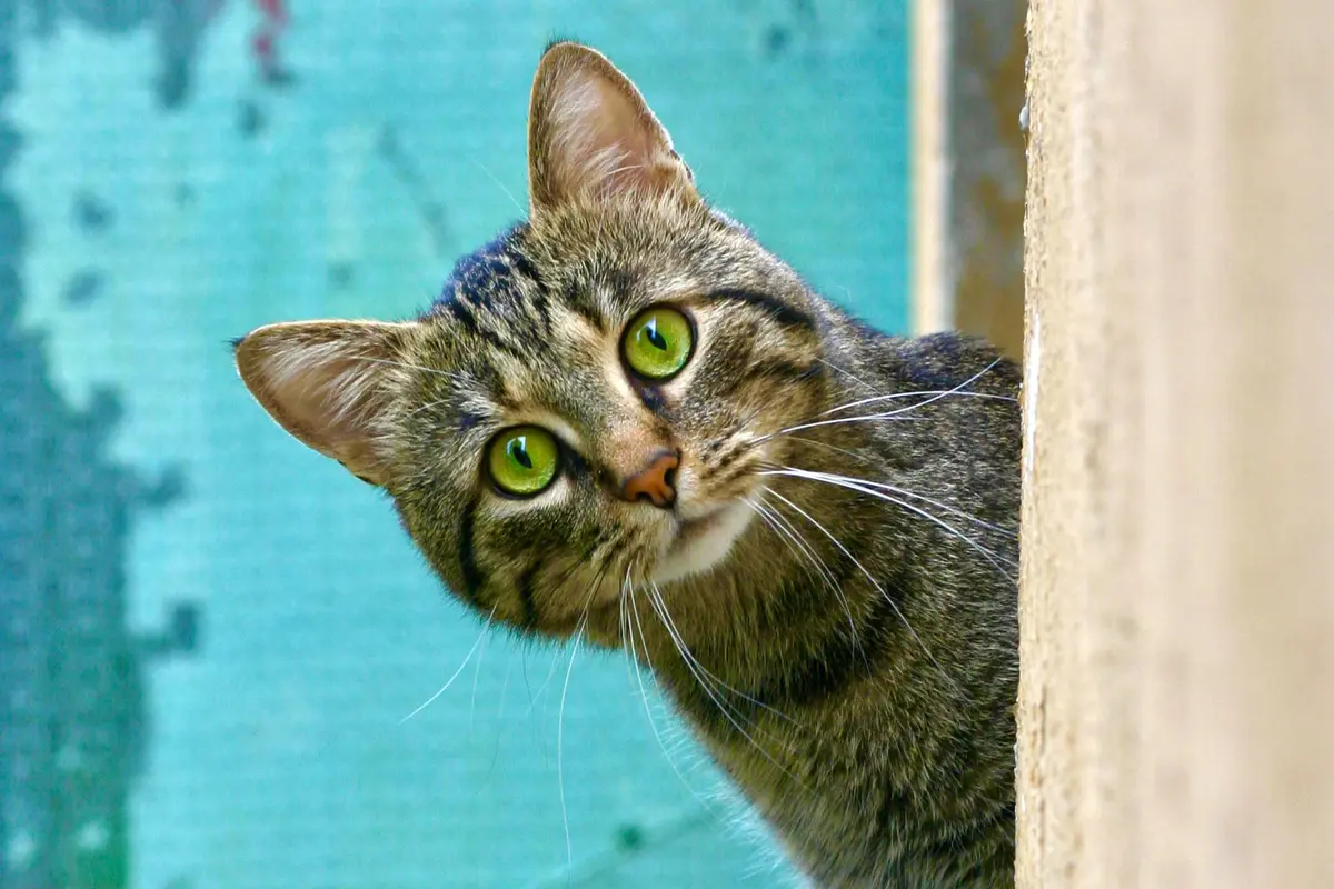 Kucing-Vania