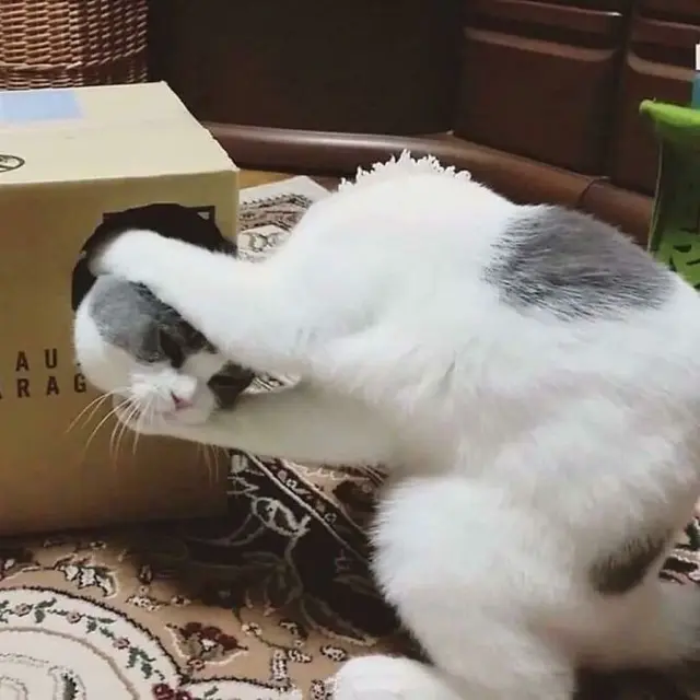 foto kebetulan