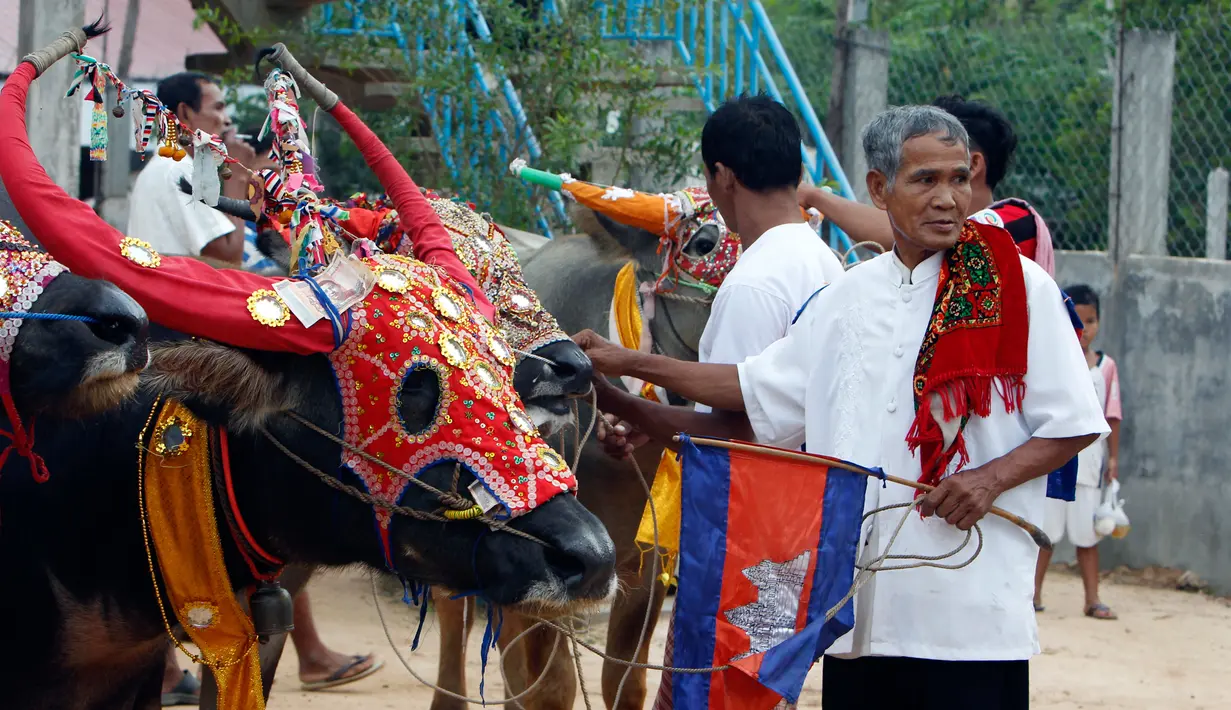 Peserta menyiapkan kerbau untuk balapan dalam Festival Pchum Ben di provinsi Kandal, Rabu (20/9). Balap kerbau ini diselenggarakan sebagai pertanda berakhirnya Festival Pchum Ben yang merupakan upacara kematian bagi warga Kamboja. (AP Photo/Heng Sinith)