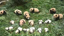 Anak-anak panda terbaring di tanah di Bifengxia Base of China Conservation and Research Centre of the Giant Panda di Wenchuan, provinsi Sichuan, China (13/10). 36 anak panda yang baru lahir dipamerkan pemerintah China. (AFP Photo/Str/China Out)