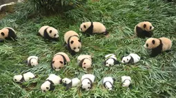 Anak-anak panda terbaring di tanah di Bifengxia Base of China Conservation and Research Centre of the Giant Panda di Wenchuan, provinsi Sichuan, China (13/10). 36 anak panda yang baru lahir dipamerkan pemerintah China. (AFP Photo/Str/China Out)
