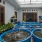 7 Ikan Air Tawar yang Bisa Menjadi Sumber Passive Income Keluarga