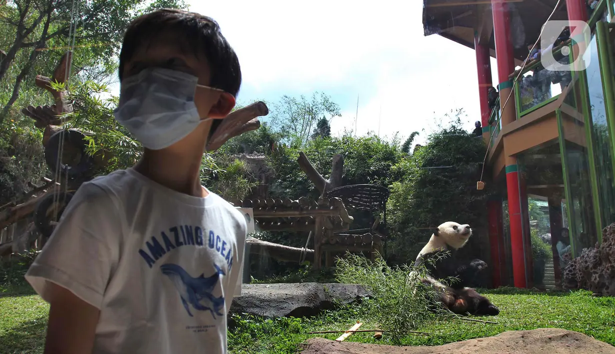 Tingkah giant panda di Istana Panda Taman Safari Indonesia, Cisarua, Kabupaten Bogor, Jawa Barat, Sabtu (26/9/2020). Kunjungan wisatawan ke kawasan wisata Puncak dan sekitarnya turun 40-50 persen akibat terdampak pandemi COVID-19 dan PSBB DKI Jakarta. (merdeka.com/Arie Basuki)