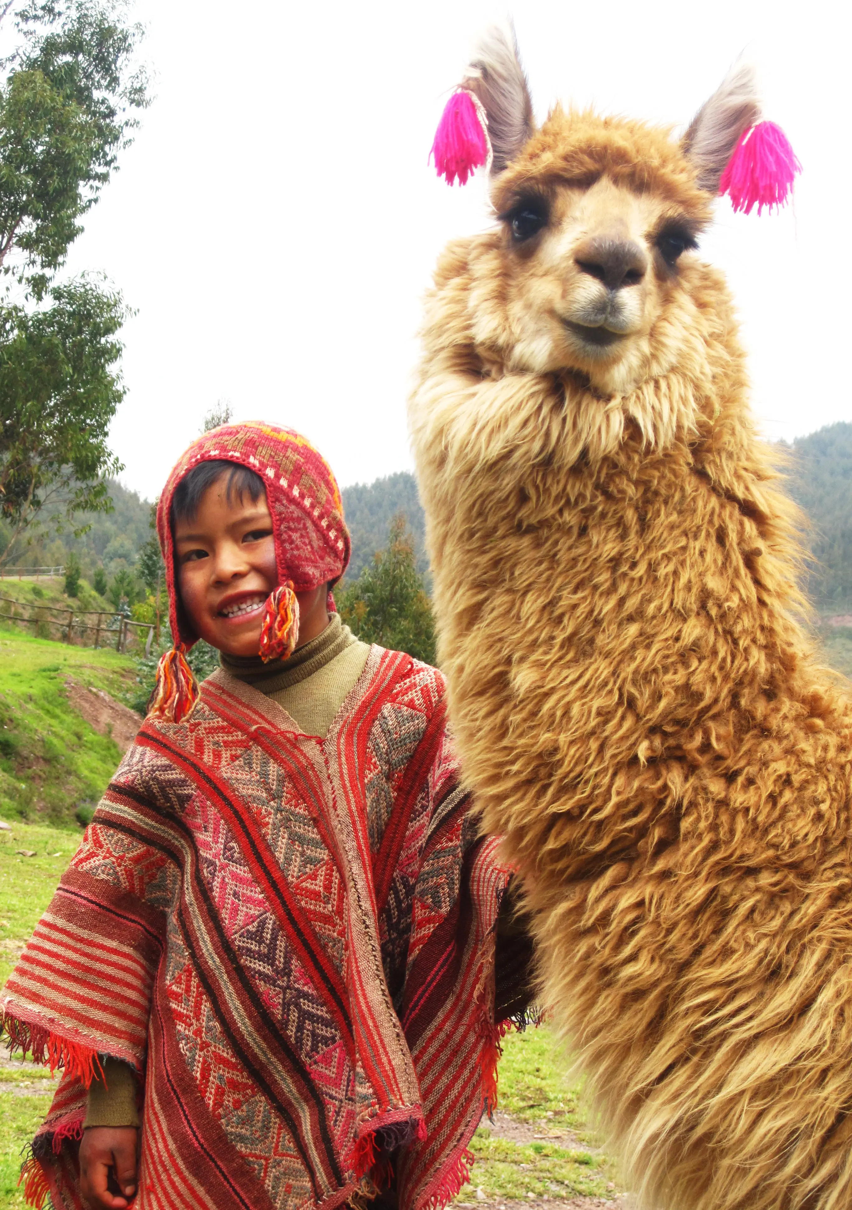 Llama di Peru. (Sumber Foto: forget-me-not.paris/Pinterest)
