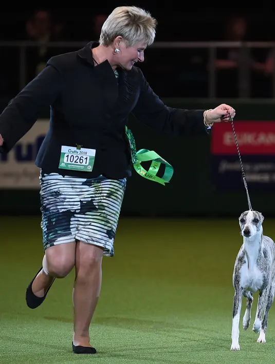 Yvette Short bersama anjingnya the Whippet saat tampil pada hari terakhir Crufts dog show 2018 di National Exhibition Centre di Birmingham, Inggris (11/3). The Whippet adalah anjing pengintai yang berasal dari Inggris. (AFP Photo/Oli Scarff)