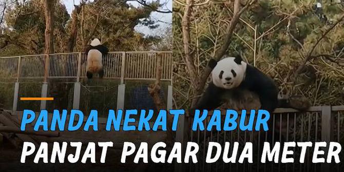 VIDEO: Panjat Pagar Setinggi Dua Meter, Seekor Panda Raksasa Nekat Kabur