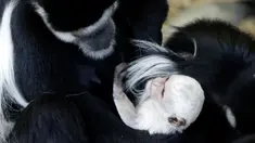 Guereza dewasa memegang bayi guereza yang baru lahir di kebun binatang di Praha, Republik Ceko, Rabu (26/2/2020). Bayi guereza dengan jenis kelamin yang masih belum diketahui tersebut lahir pada 24 Februari 2020. (AP Photo/Petr David Josek)