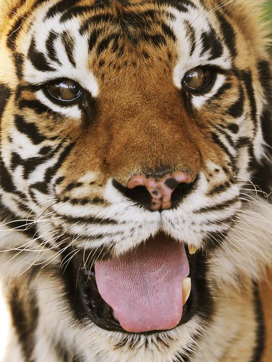 Kondisi mata harimau Bengal yang juling sebelum dioperasi di Rumah Sakit Universitas Kedokteran Hewan, Sydney, Australia, Rabu (16/11). (AFP Photo/Toby Zerna)
