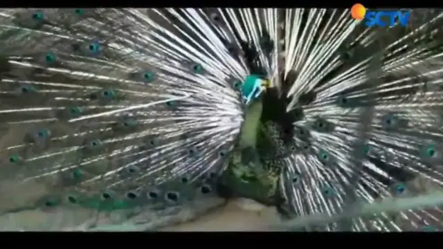 Burung merak atau pavo muticus yang akrab disapa 'Si Cantik' akan mengibas-ngibaskan sayapnya saat mendengar suara jepretan kamera.