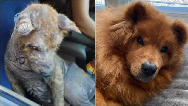 Potret Haru 6 Anjing Sebelum dan Sesudah Diadopsi, Kondisi Jadi Lebih Baik