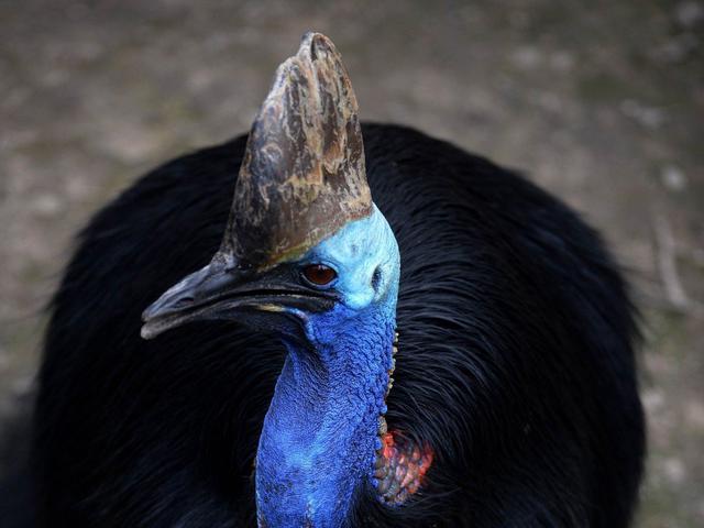 Burung Kasuari Yang Paling Berbahaya Di Dunia, Ada Di Indonesia! 