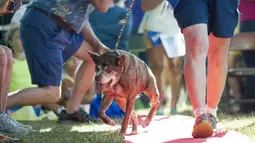 Anjing bernama Quasi Modo berjalan di red carpet saat mengikuti Kontes Anjing Terjelek di Dunia, di Petaluma, California, Jumat (26/6/2015). (AFP PHOTO/JOSH Edelson)