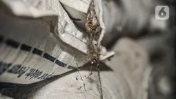 Sarang laba-laba terlihat di antara tumpukan karung beras Bulog akibat bertahun-tahun tersimpan di Gudang Bulog Divisi Regional DKI Jakarta, Kelapa Gading, Kamis (18/3/2021). Seperti diketahui, saat ini Perum Bulog masih memiliki stok beras impor dari pengadaan tahun 2018 lalu. (merdeka.com/Iqbal S
