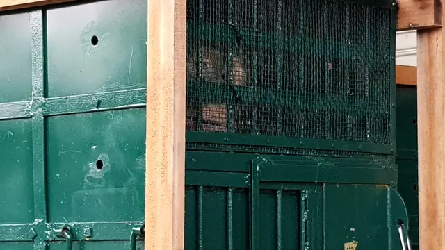 Orangutan Sumatera
