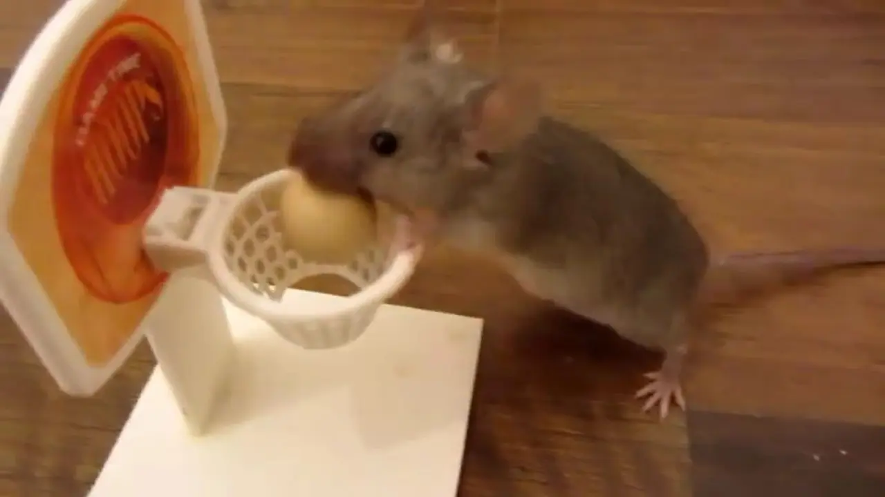 Latihan Memadai Hasilkan Tikus Pandai 
